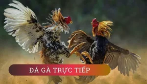 Bí Quyết Thắng Lớn Với Đá Gà WS168 Tại DV88: Hướng Dẫn Chi Tiết