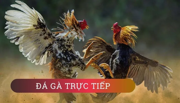 Bí Quyết Thắng Lớn Với Đá Gà WS168 Tại DV88: Hướng Dẫn Chi Tiết